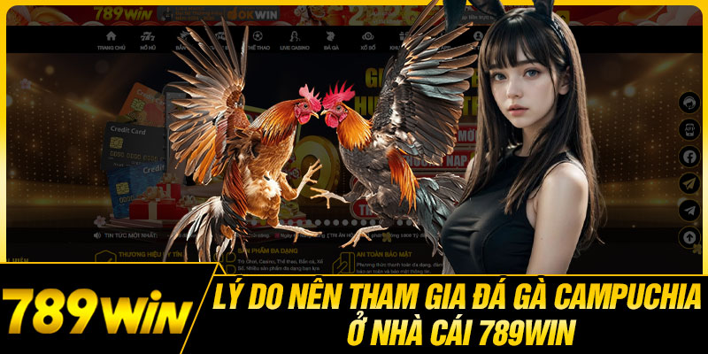 Lý Do Nên Tham Gia Đá Gà Campuchia Ở Nhà Cái 789WIN
